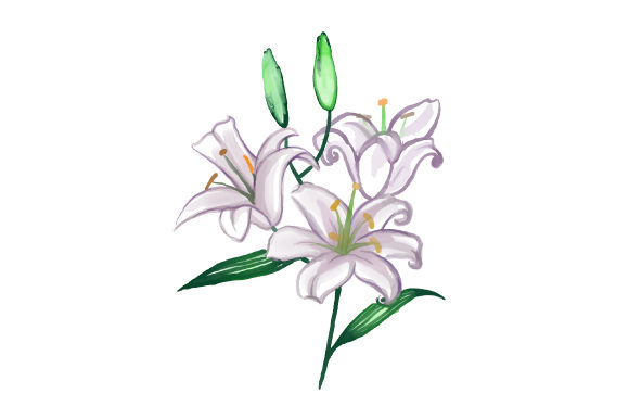 Watercolour Lilies and Nature Amp