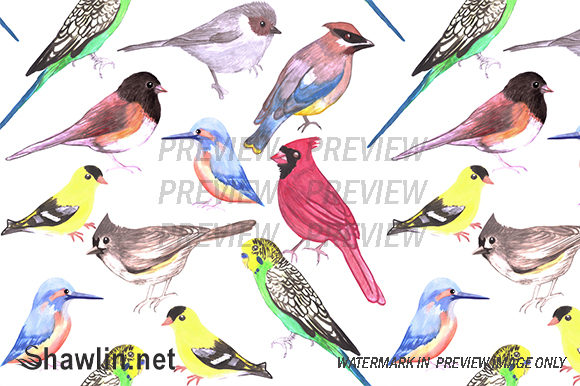 Wild and Pet Birds Patterns